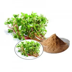 Bacopa monnieri Extract Saponins 20% Test by UV