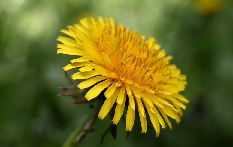 Dandelion