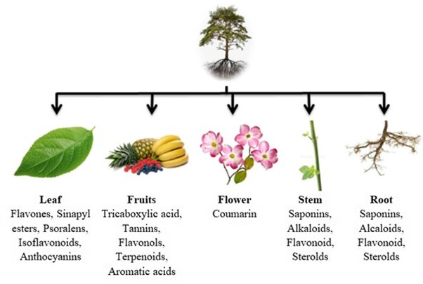 Classification of Plant Extracts