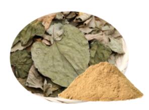 Herba Houttuyniae Extract