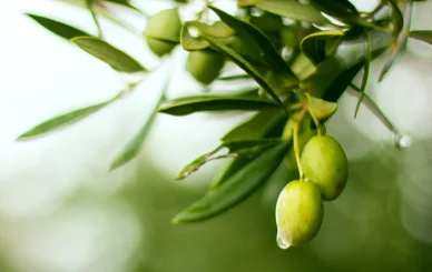 Is Olive Leaf Extract the Same as Taking Olive Oil?