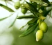 Is Olive Leaf Extract the Same as Taking Olive Oil?