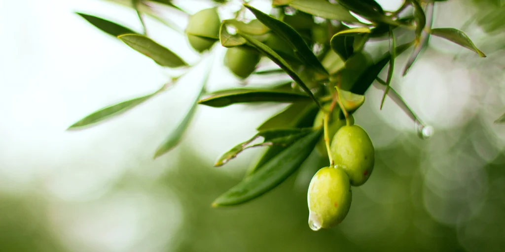 Is Olive Leaf Extract the Same as Taking Olive Oil?